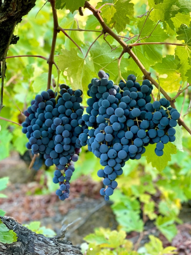 Racimos de uva País en cepas centenarias, Valle de Itata