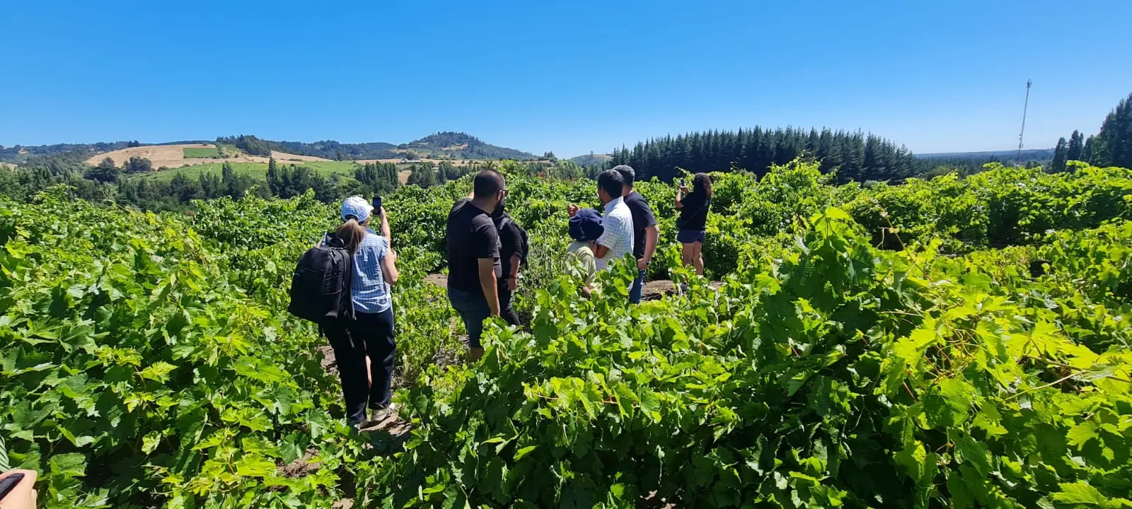 Visita a la Bodega Los Robles del Itata