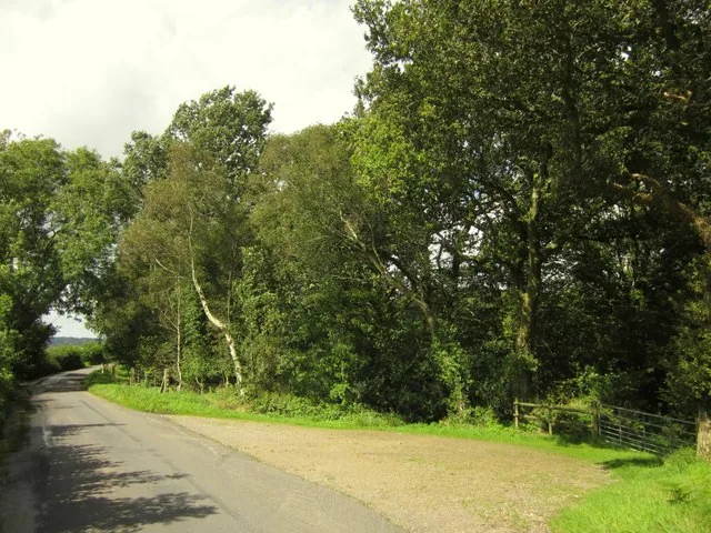 Camino de entrada a la viña entre árboles