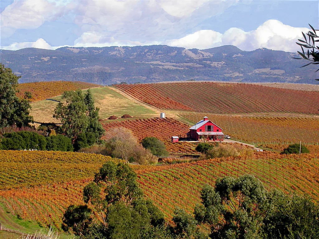 Viñedo en colores de otoño