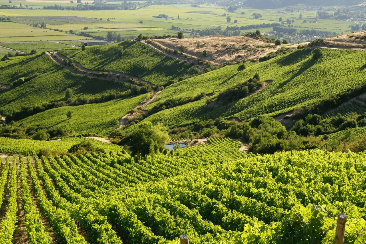 Anfiteatro de viñedos en las laderas de Apalta