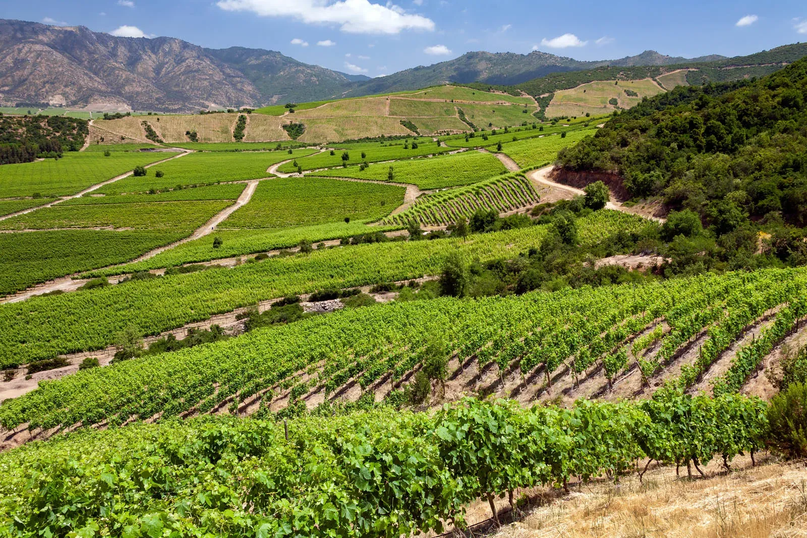 Viñedos de Apalta con la cordillera al fondo, Valle de Colchagua