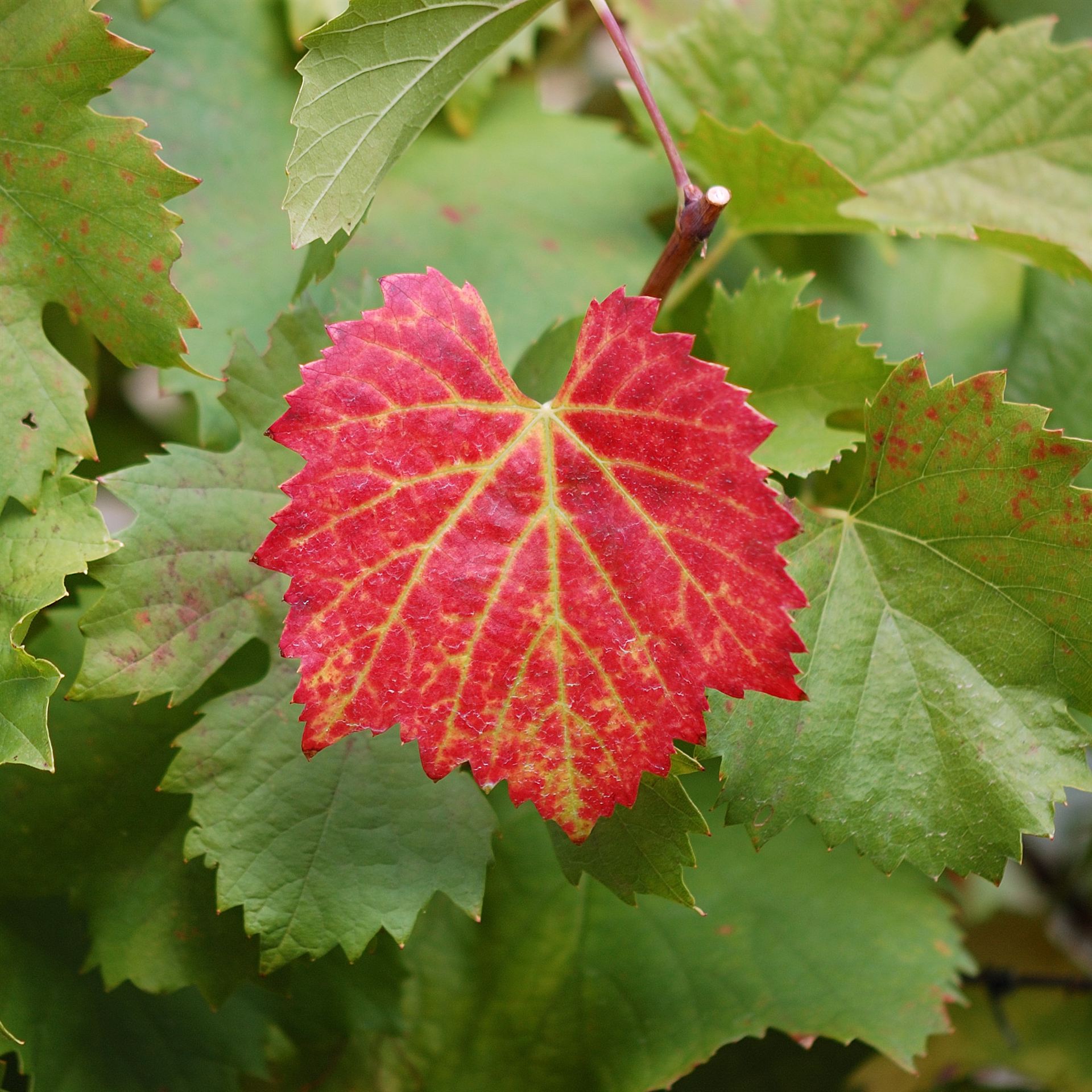 Hoja roja de parra