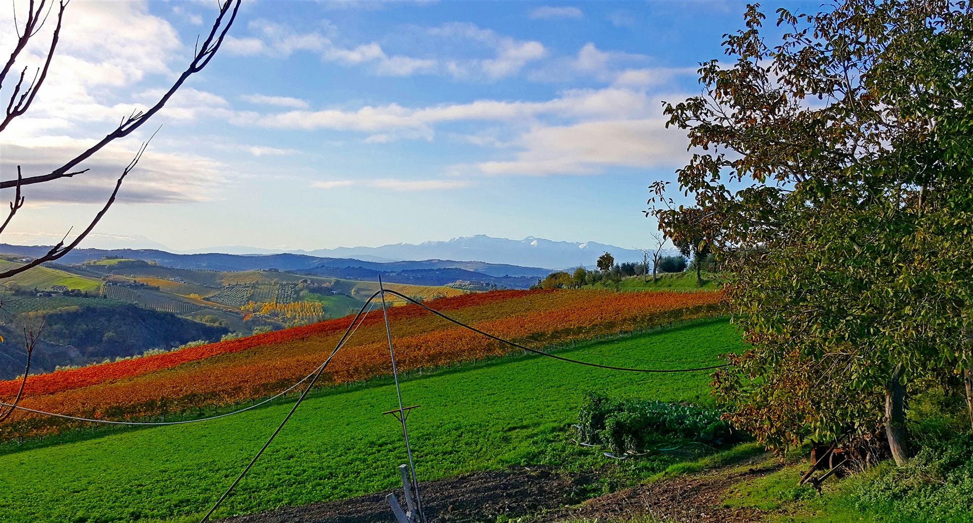 Viñedos en otoño en el Valle del Maule