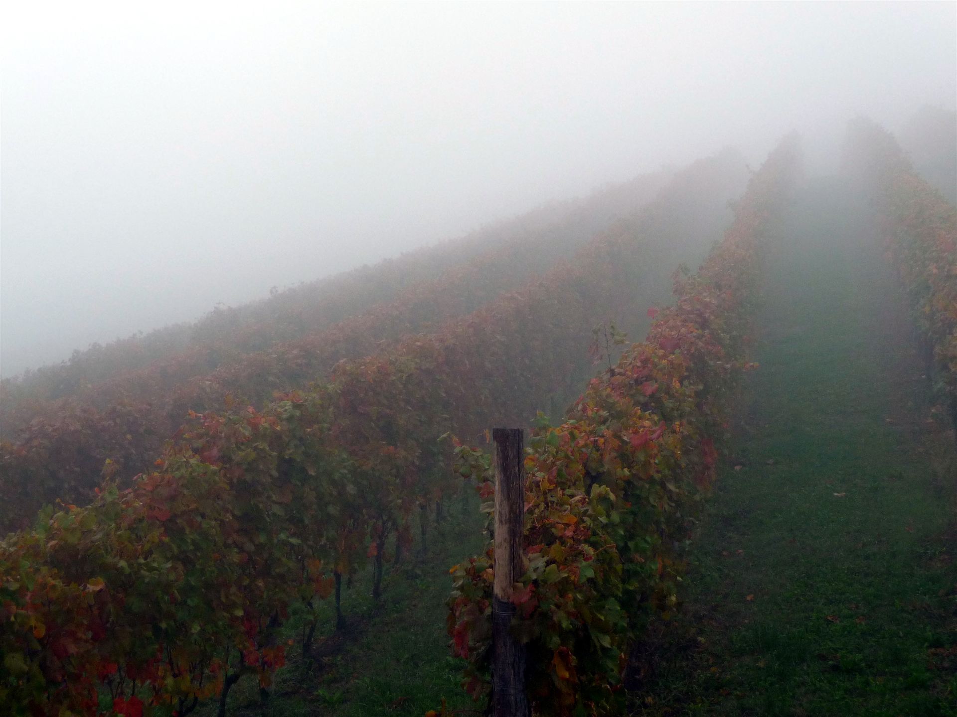 Niebla de otoño sobre el viñedo