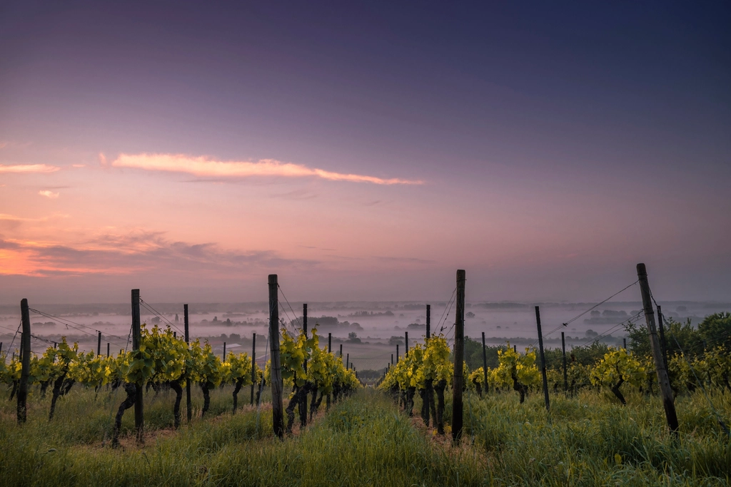 Atardecer en el viñedo
