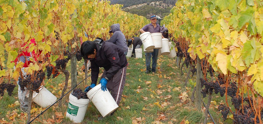 Cosecha manual de uvas en otoño